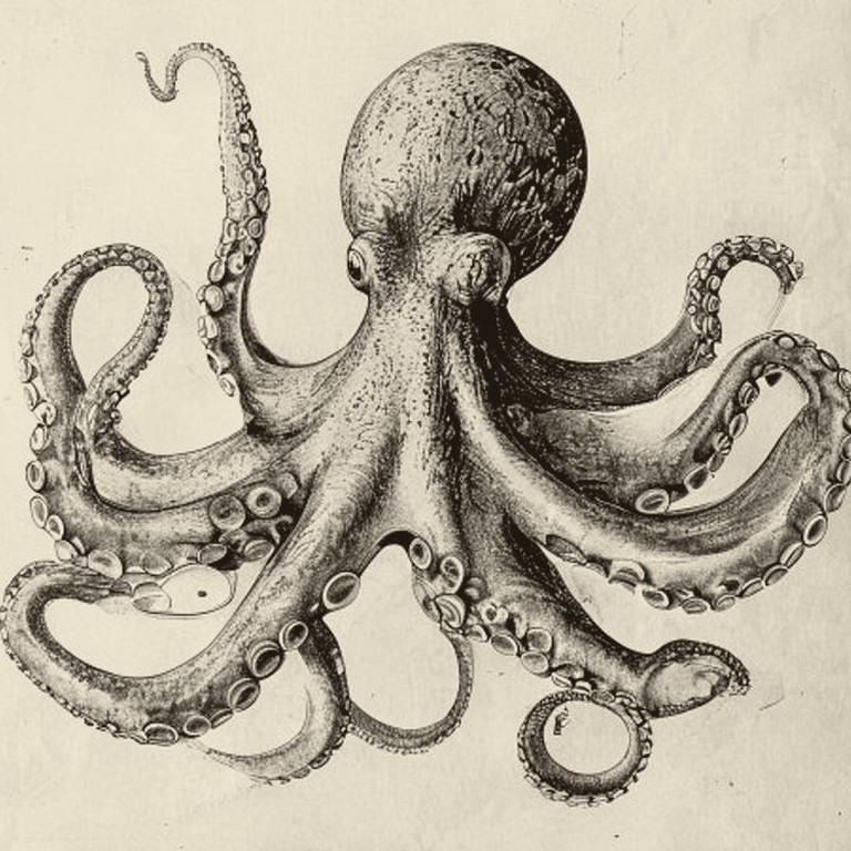 Engraving of a Octopus