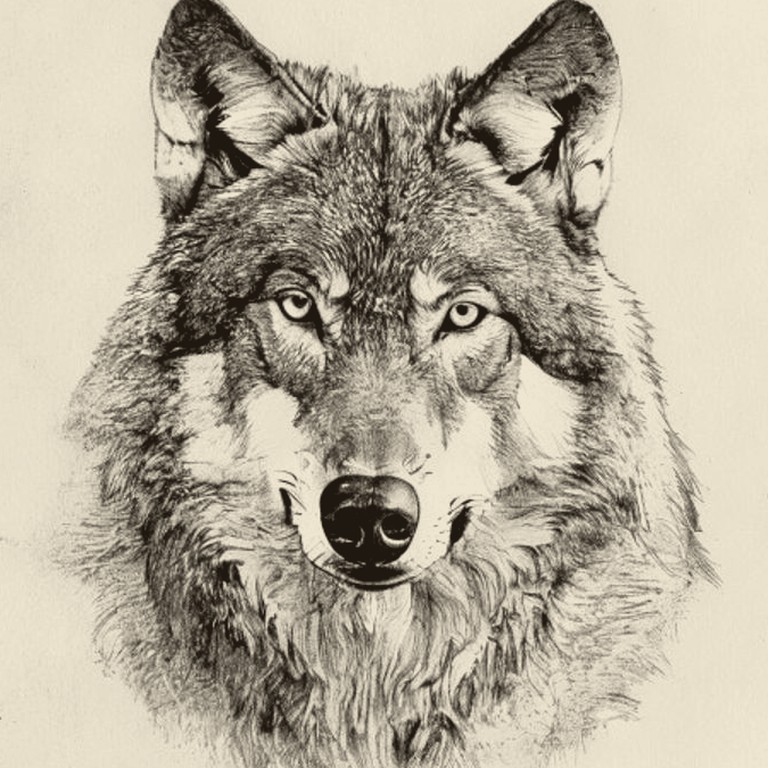 Engraving of a Wolf